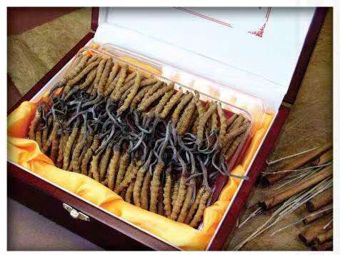 崇川冬虫夏草回收